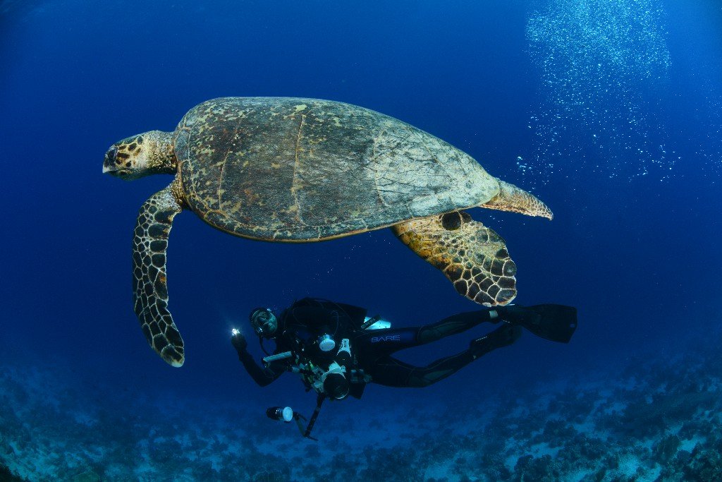 A photo of a scuba diver holding a camera and diving beside a turtle